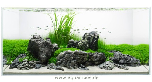 Piante vitro grow - vitro, grow!