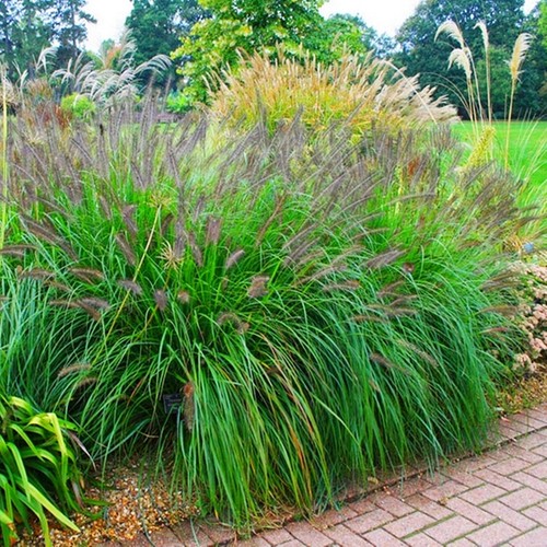 Graminacea ornamentale