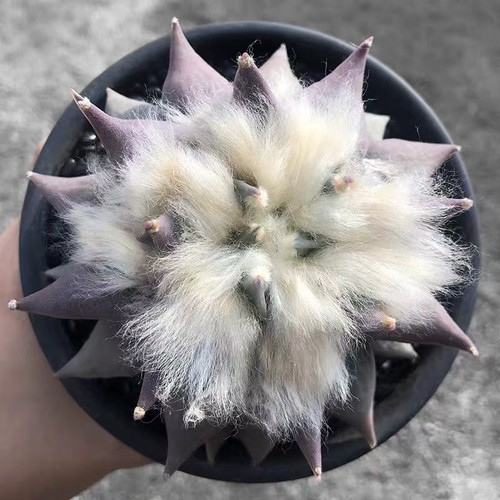Ariocarpus retusus scheidw - retusus,