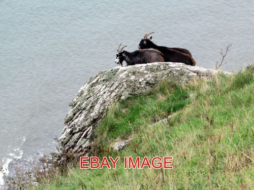 Photo goats the - ,