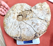 Fossile ammonite grande 120 - grande,