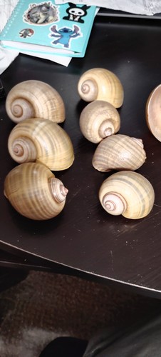 Guscio lumaca mela - di, di