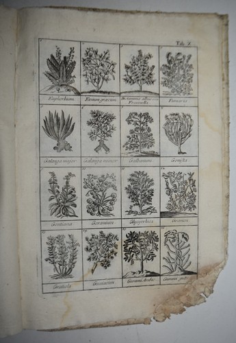 Droghe semplici fig 1751 - semplici, fig.