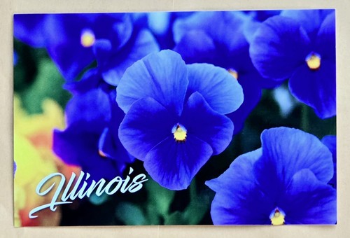 Cartolina viole illinois - , il: