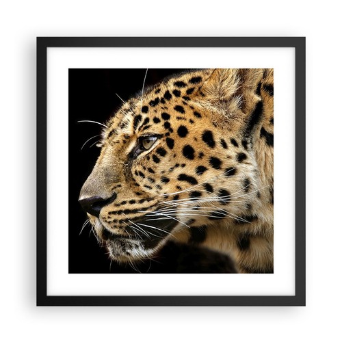 Poster 40x40cm animali - poster,