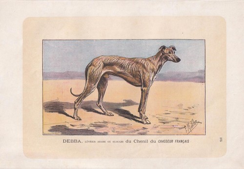 Stampa cane 1896 sloughi - cane,