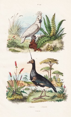 Wehrvogel anatre ducks - anatre,