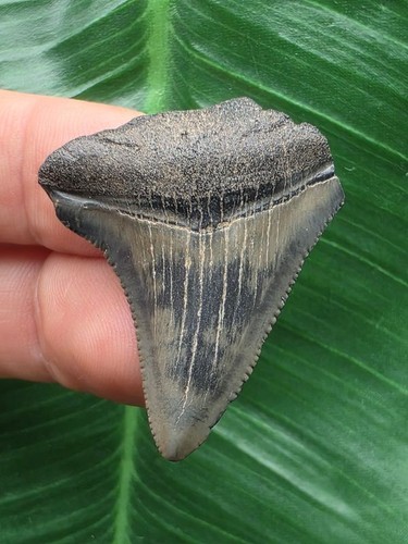 Dente del megalodonte - del,