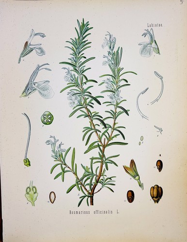 Rosmarinus officinalis 1886