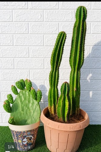 Tris cactus cereus - tris,