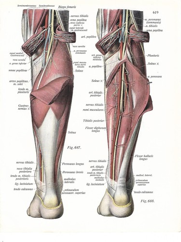 Stampa antica anatomia - stampa,