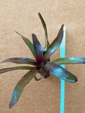 Neoregelia xantipa, rilegato