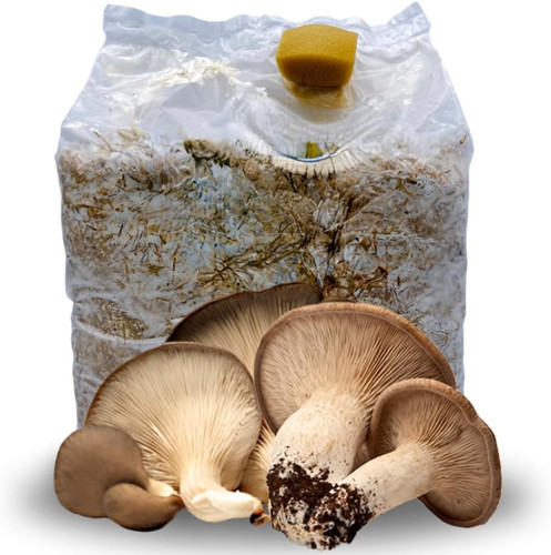 Kit coltivazione funghi - coltivazione,