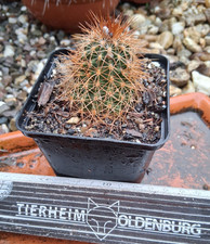 Echinocereus richenbachii di