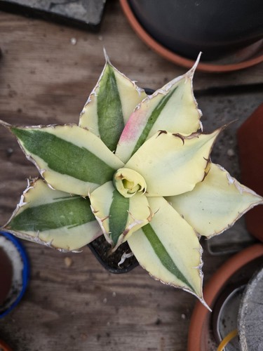Agave titanota variegata