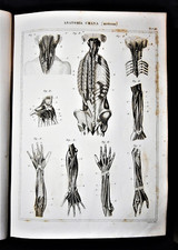 Stampa antica nomenclatura - Medicina Anatomia Umana Fisiologia Miologia muscoli