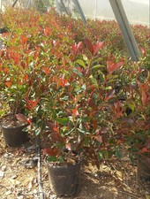 PHOTINIA X FRASERI DYNAMO RED