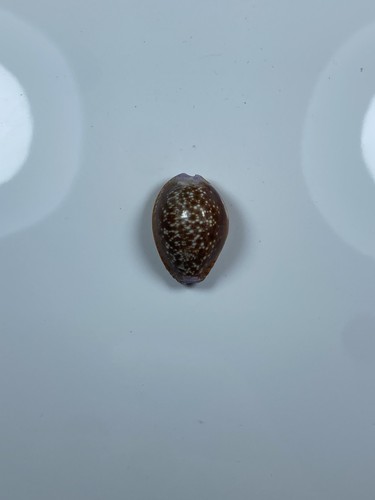 Naria helvola f - helvola, f++