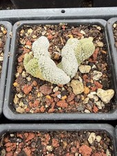 Pianta succulenta cactus - pianta,