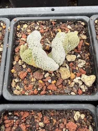 Pianta succulenta cactus - succulenta, di