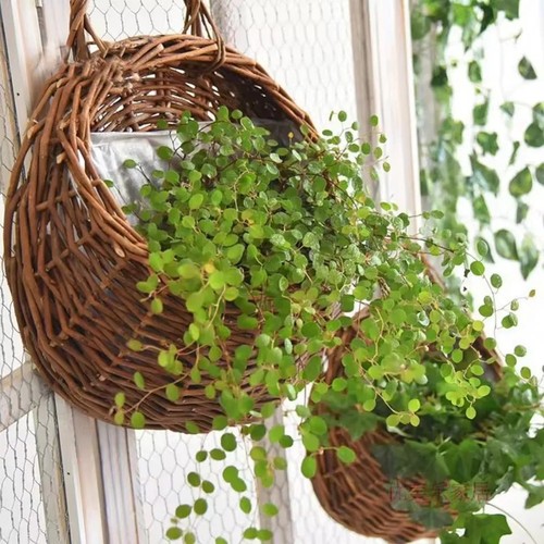 Fioriera vimini rattan - in,