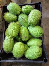 4 zucchine chayote germogliate