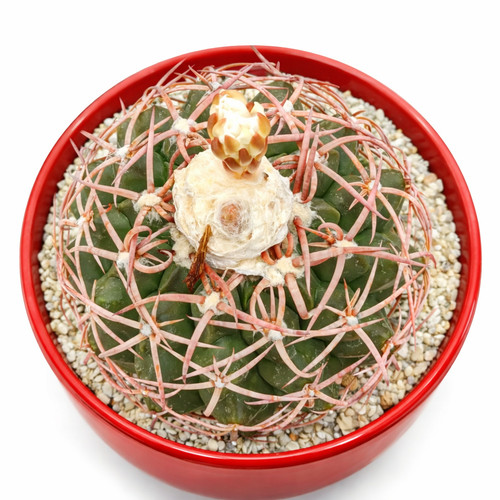 Discocactus subviridigriseus