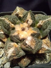 ARIOCARPUS FISURATUS from seed