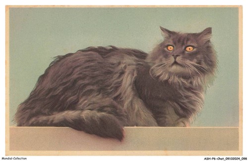 Ashp6 0371 gatto un - -,