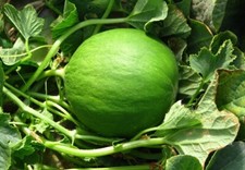 SEMI  CAROSELLO BARATTIERE