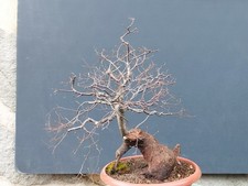 Bonsai Olmo Campestre In Vaso