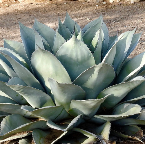 Agave ovatifolia a - ,