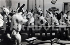 Foto vintage Londra, Museo dei Conigli, collezione animali impagliati, 20x15 cm