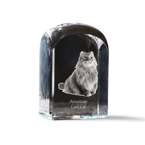 Gatto riccio americano