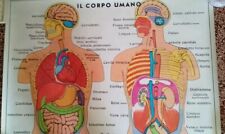 "IL CORPO UMANO" POSTER SCIENTIFICO PLASTIFICATO BIFACCIALE- VINTAGE ANNI '80