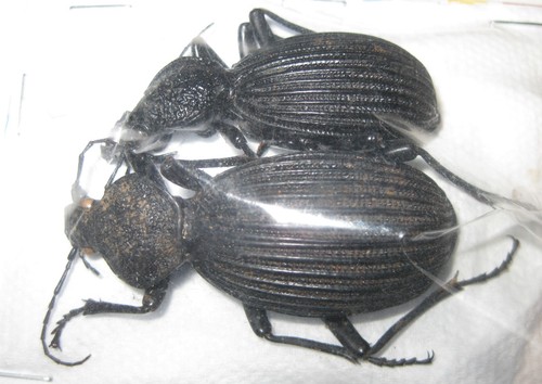 Carabidae tefflus megerlei - tefflus,