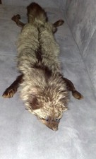 COLLO PELLICCIA VOLPE