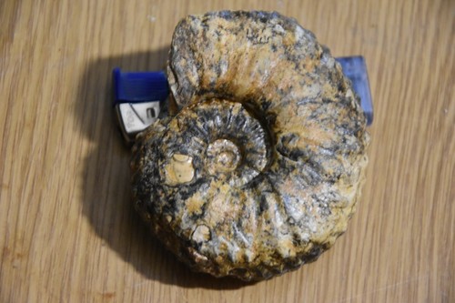 Ammonite alloclionites ares - ammonite,