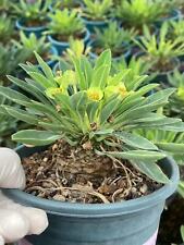 Rare piante succulente di