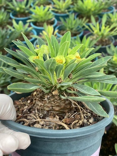 Rare piante succulente - , di
