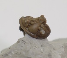 Trilobit, Calymene blumenbachi, Silur, Ludlow, Sproge Gotland, Svezia -L875