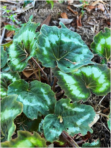 Begonia palmata bégonia - palmata, °
