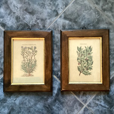 STAMPE BOTANICA COPPIA VINTAGE