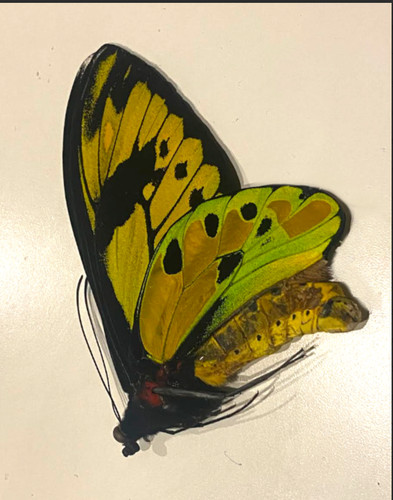Ornithoptera tithonus - ornithoptera,