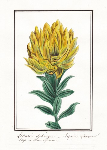 Liparie spherique sphaerica - liparie,