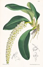 Orchidea Notylia Albida Centro