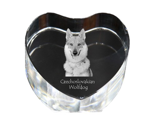 Cane lupo cecoslovacco cuore - cecoslovacco,