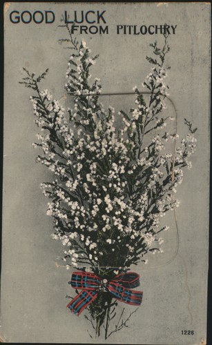 Fiori buona fortuna - fiori,