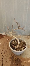 RARA wistera bonsai amethist