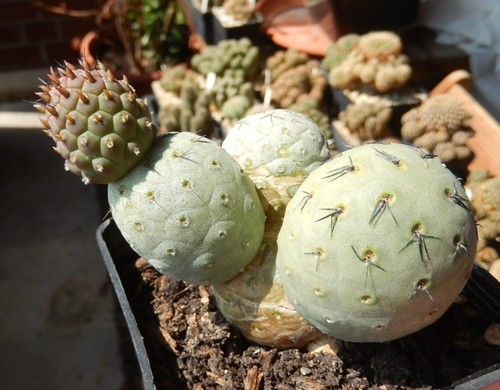 Tephrocactus geometricus